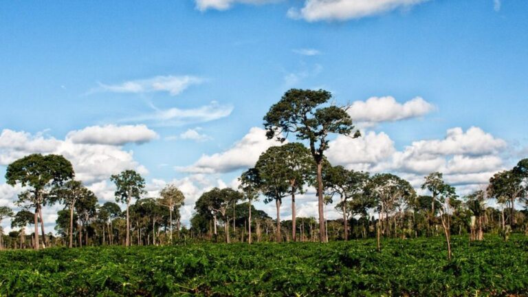 Die Rolle des Amazonas-Baums: Ein faszinierendes Symbol der Natur