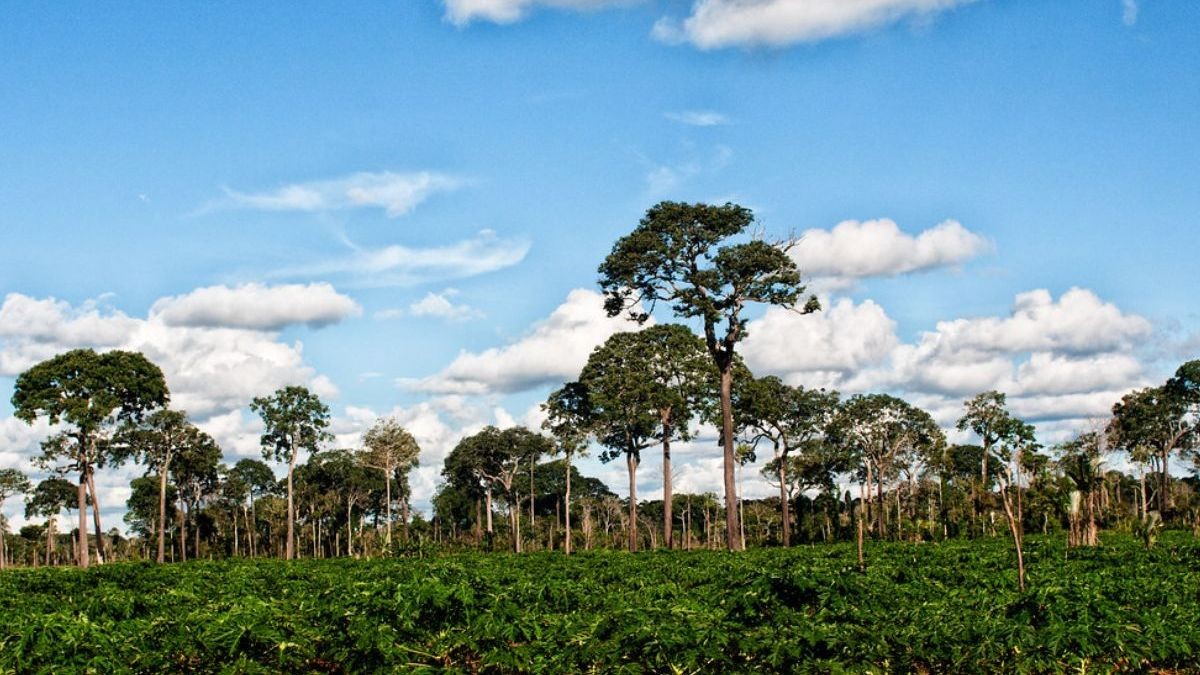 Die Rolle des Amazonas-Baums: Ein faszinierendes Symbol der Natur