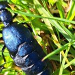 Die Rolle des Naturdoktors in Pirkanmaa