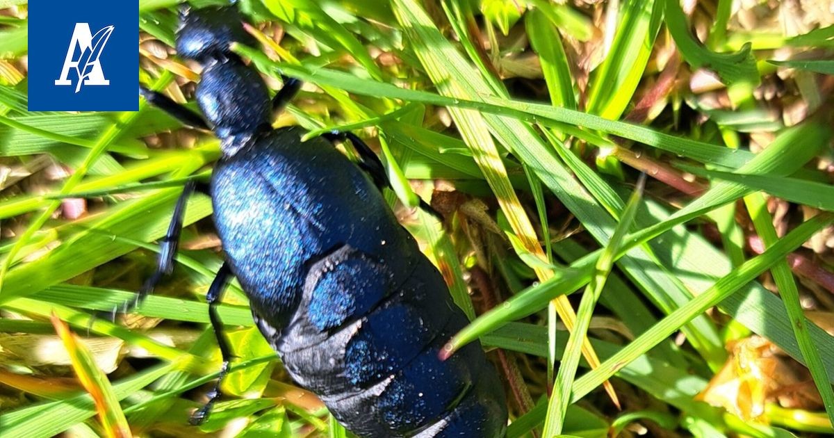 Die Rolle des Naturdoktors in Pirkanmaa