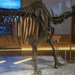 Die Rolle des „Taiwan gibt es Nashörner“ im Vergleich zur Welt: Die hundertjährige Wissenschaftsgeschichte des Yosaka-Nashornfossils