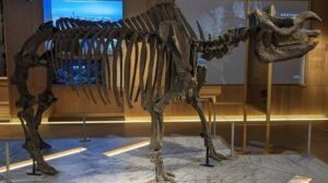 Die Rolle des „Taiwan gibt es Nashörner“ im Vergleich zur Welt: Die hundertjährige Wissenschaftsgeschichte des Yosaka-Nashornfossils