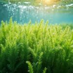 Die Rolle von Algen in der modernen Küche