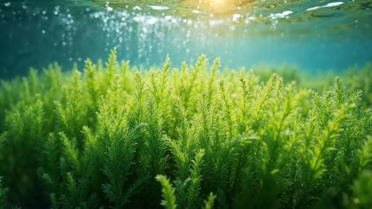 Die Rolle von Algen in der modernen Küche