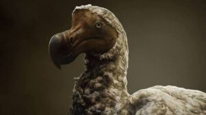 Die Rückkehr des Dodos: Fortschritt in der genetischen Manipulation