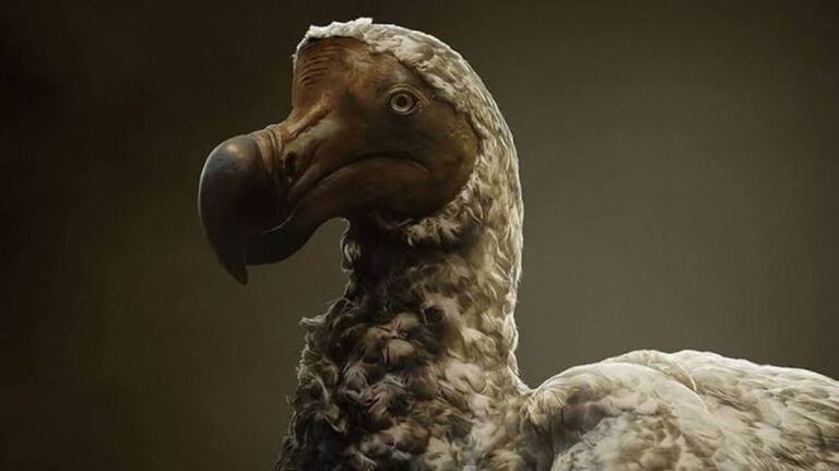 Die Rückkehr des Dodos: Fortschritt in der genetischen Manipulation