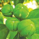 Die seltene Baumart: Ban Naranga