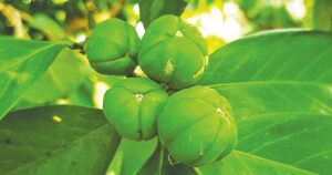 Die seltene Baumart: Ban Naranga