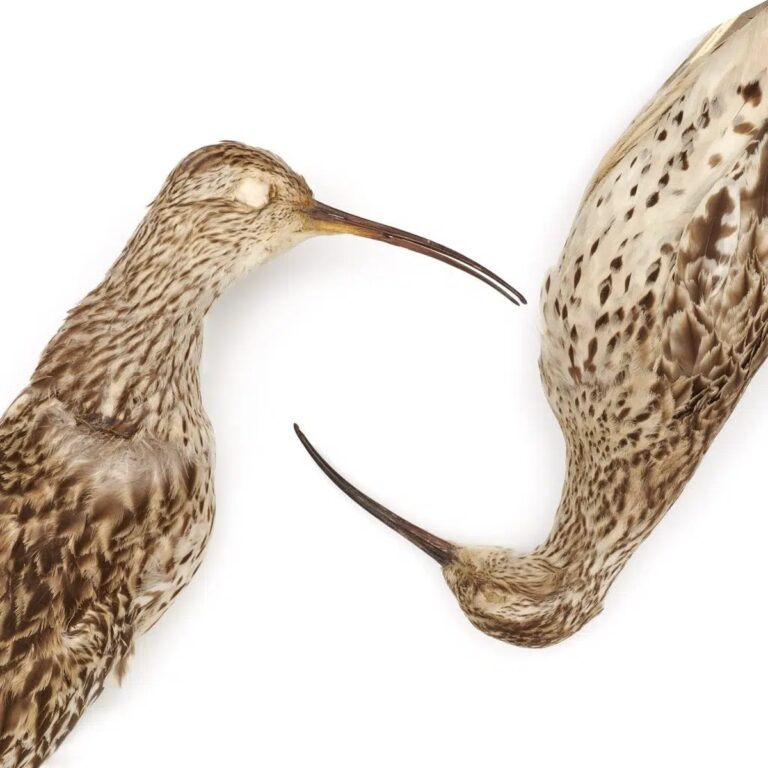 Die tragischen Aussterbungen: Ein Blick auf die neueste Rote Liste der IUCN