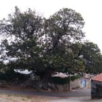 Ein beeindruckender Kastanienbaum in Galicien: Ein verborgenes Naturwunder Europas