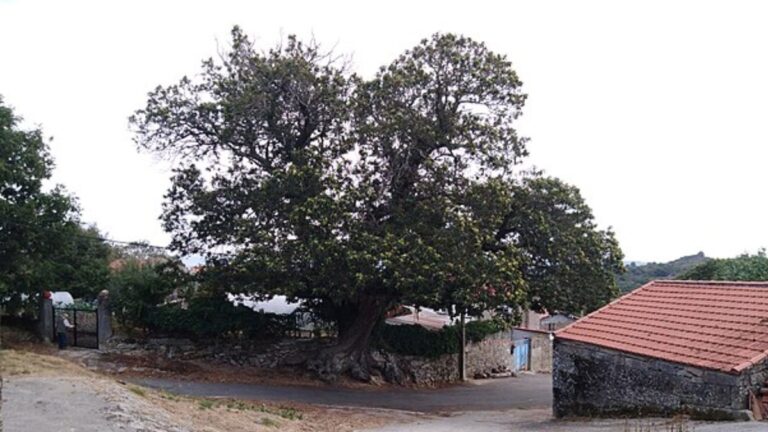 Ein beeindruckender Kastanienbaum in Galicien: Ein verborgenes Naturwunder Europas