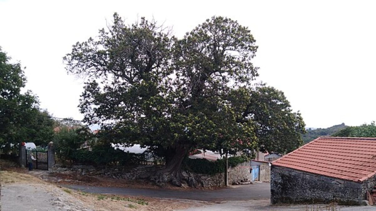 Ein beeindruckender Kastanienbaum in Galicien: Ein verborgenes Naturwunder Europas