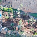 Ein Schmetterlingsgarten: Ein Beitrag zum Erhalt der Biodiversität