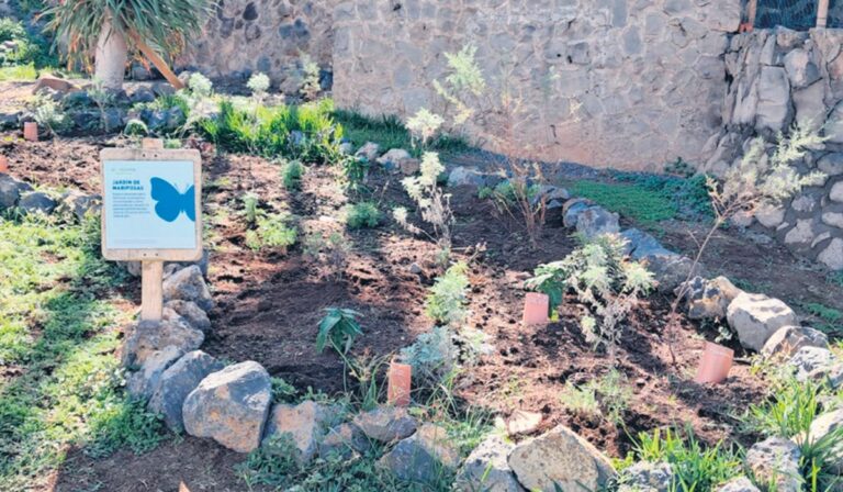 Ein Schmetterlingsgarten: Ein Beitrag zum Erhalt der Biodiversität