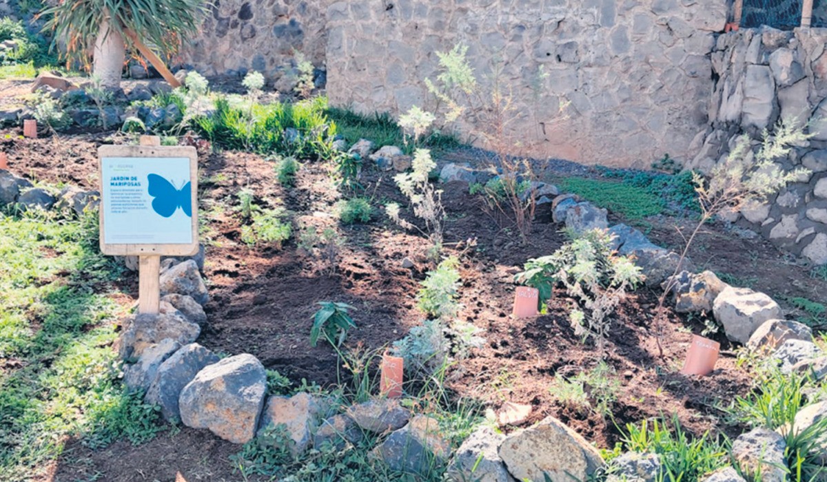 Ein Schmetterlingsgarten: Ein Beitrag zum Erhalt der Biodiversität