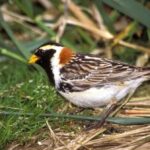Entdeckung einer neuen und seltenen Vogelart im Nationalpark Kasachstan