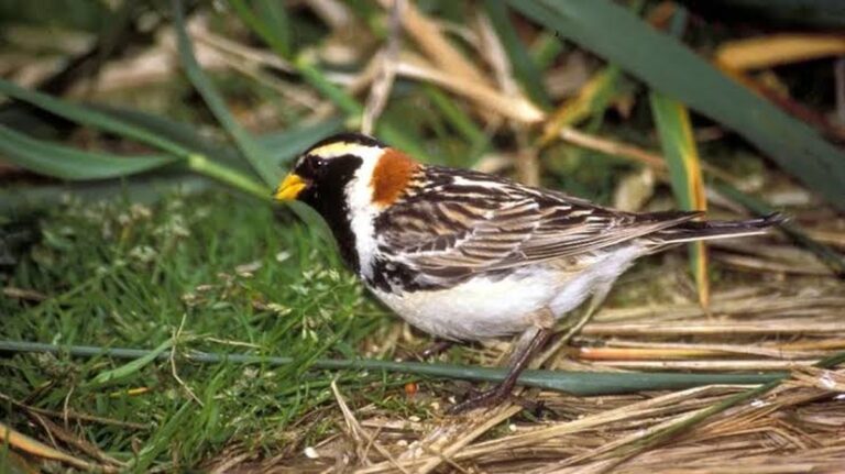 Entdeckung einer neuen und seltenen Vogelart im Nationalpark Kasachstan