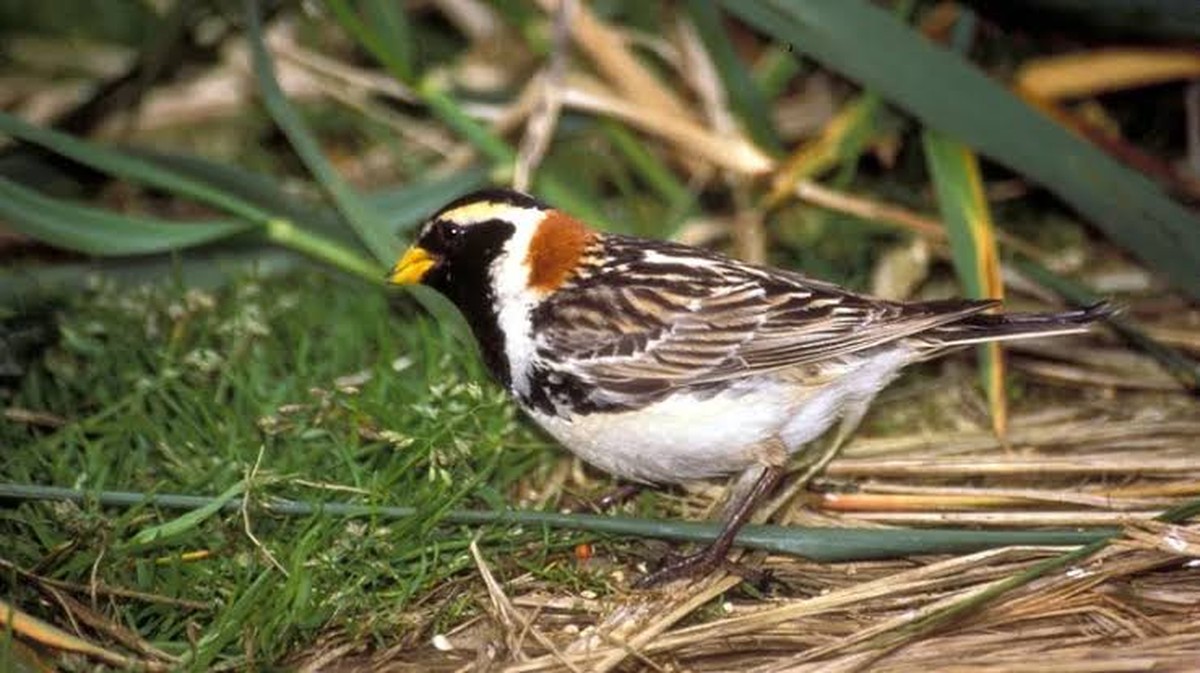 Entdeckung einer neuen und seltenen Vogelart im Nationalpark Kasachstan