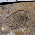 Entdeckung von Gasteroclupea branisai in der Cuesta del Obispo