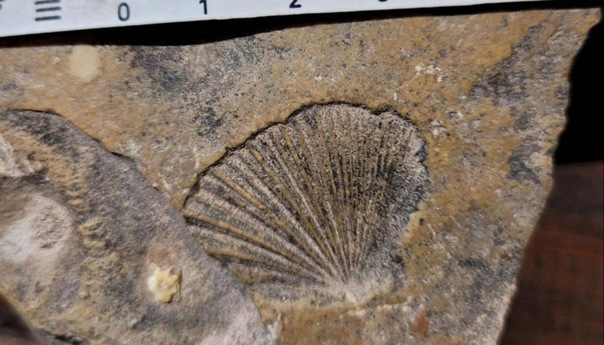 Entdeckung von Gasteroclupea branisai in der Cuesta del Obispo