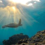 Erstmalige Erscheinung einer Lederschildkröte an einem Strand im Mittelmeer