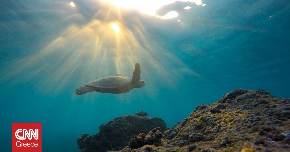 Erstmalige Erscheinung einer Lederschildkröte an einem Strand im Mittelmeer