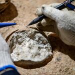 Erstmals direkte Datierung von Dinosaurier-Eiern erfolgreich