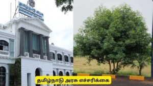 Gefahren durch Conocarpus-Bäume: Anordnung der Regierung von Tamil Nadu zur Entfernung