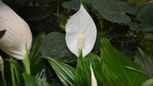 Gelbe Blätter der Spathiphyllum-Pflanze: Ein einfaches Problem mit einer klaren Lösung