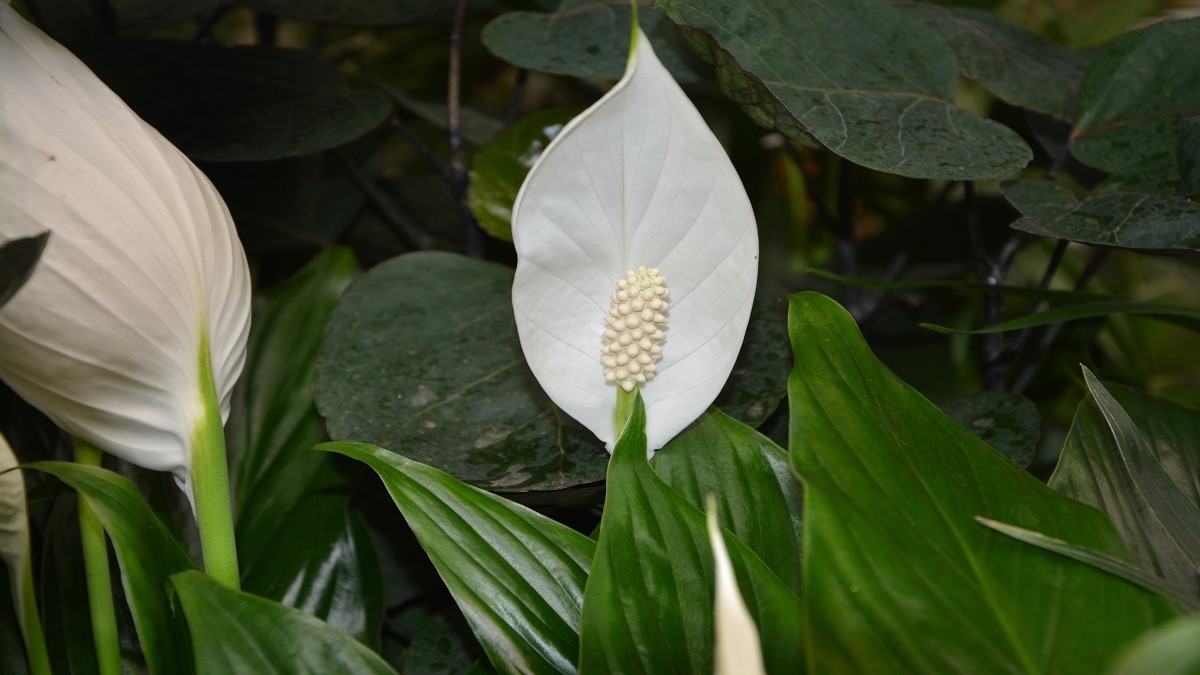 Gelbe Blätter der Spathiphyllum-Pflanze: Ein einfaches Problem mit einer klaren Lösung
