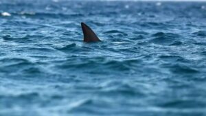 Gigantischer Hai aus der Dinosaurierzeit in Nordaustralien entdeckt