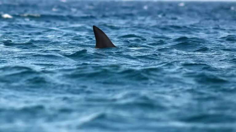 Gigantischer Hai aus der Dinosaurierzeit in Nordaustralien entdeckt