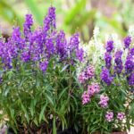 Hitzebeständige Pflanzen, die auch im Sommer blühen