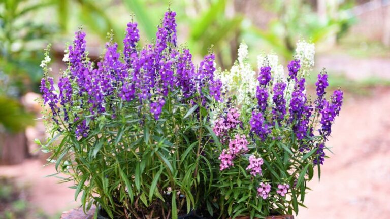 Hitzebeständige Pflanzen, die auch im Sommer blühen