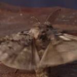 Insektenexperte jubelt über seltenen Fund der Grannonne