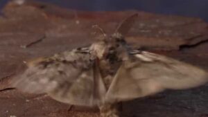 Insektenexperte jubelt über seltenen Fund der Grannonne