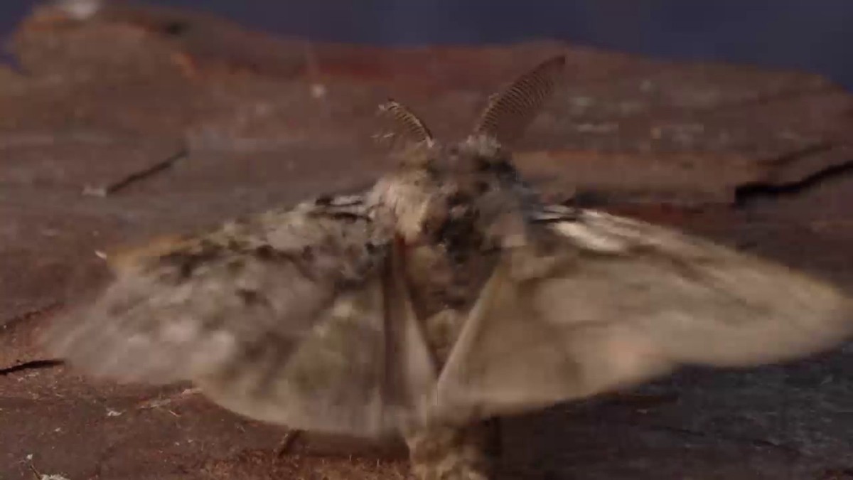 Insektenexperte jubelt über seltenen Fund der Grannonne