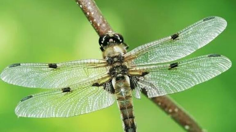 Libellen in Comodoro: Ein völlig natürliches und vorteilhaftes Phänomen