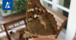 Moro, Vapriikki: Eine Analyse eines Beeindruckenden Naturbeobachtungsfalls