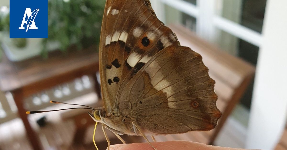 Moro, Vapriikki: Eine Analyse eines Beeindruckenden Naturbeobachtungsfalls