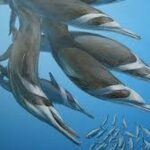 Neue Delfinart im Westerschelde entdeckt, jedoch bereits ausgestorben