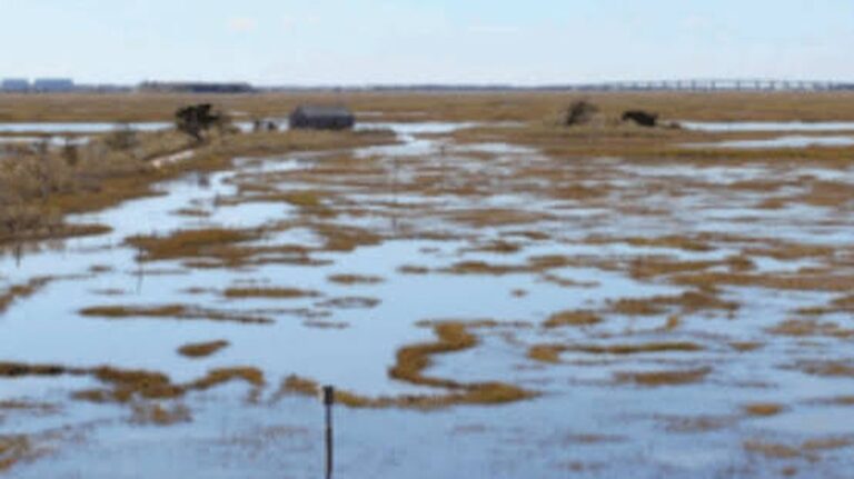 New Jersey Investiert 11 Millionen Dollar in Naturbasierte Projekte zur Bekämpfung des Klimawandels