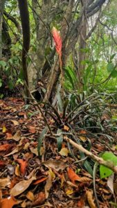 Seltene Pflanzen in Saquarema