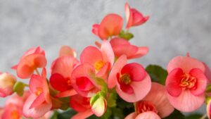 So pflegen Sie die Elatior-Begonie im Winter für eine prächtige Blüte im Frühling