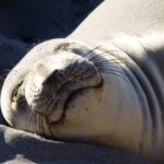 Ungewöhnliche Schlafmuster bei Tieren