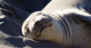 Ungewöhnliche Schlafmuster bei Tieren