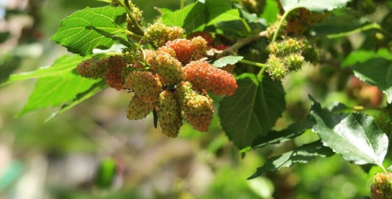 Unterschiede zwischen schwarzem und weißem Maulbeerbaum