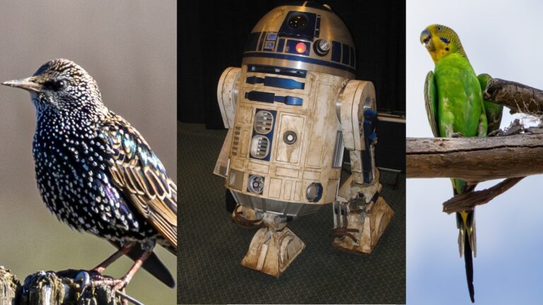 Vögel, die R2-D2 imitieren können