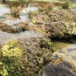 Wissenschaftler entdecken "lebende Felsen" in Südafrika, die der Menschheit helfen können