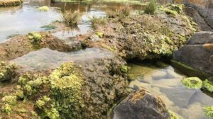 Wissenschaftler entdecken "lebende Felsen" in Südafrika, die der Menschheit helfen können